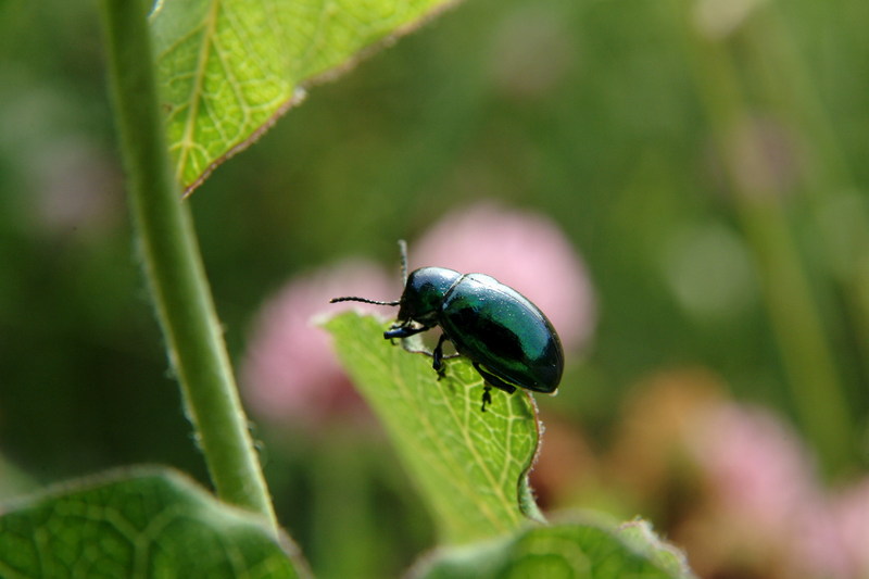 중국청람색잎벌레 Chrysochus chinensis (Chinese Chrysochus Leaf Beetle); DISPLAY FULL IMAGE.