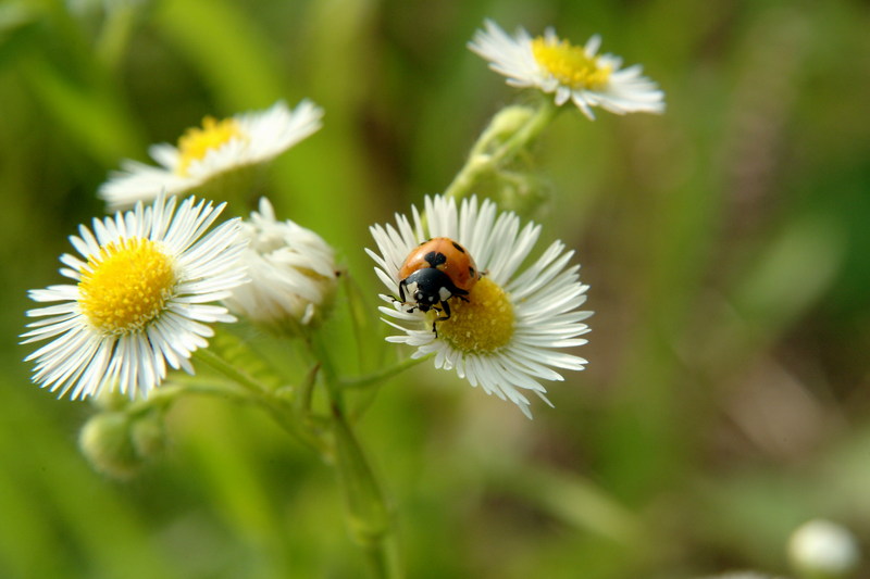 칠성무당벌레 Coccinella septempunctata (Seven-spotted Ladybug); DISPLAY FULL IMAGE.