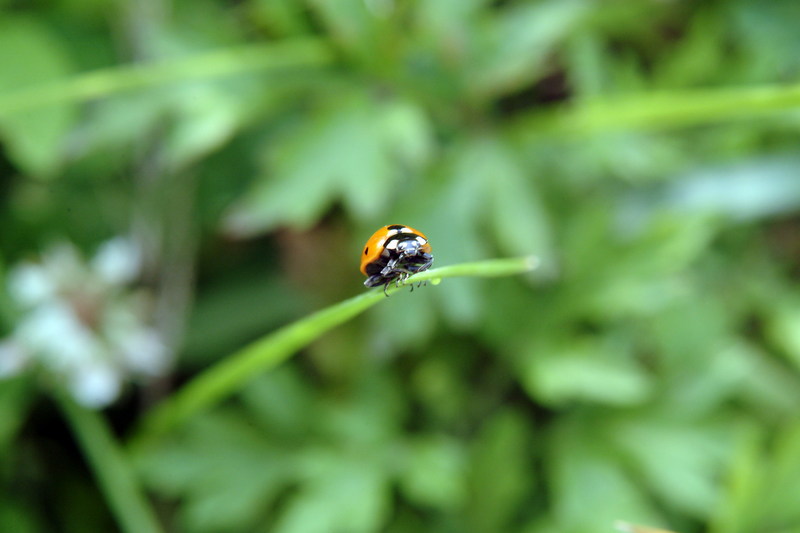 칠성무당벌레 Coccinella septempunctata (Seven-spotted Ladybug); DISPLAY FULL IMAGE.