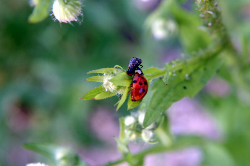 칠성무당벌레 Coccinella septempunctata (Seven-spotted Ladybug); DISPLAY FULL IMAGE.