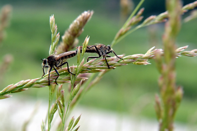 짝짓기하는 파리매 한쌍 Promachus yesonicus (Robberfly); DISPLAY FULL IMAGE.