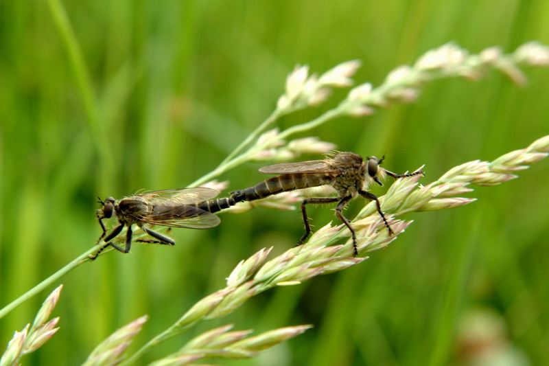 짝짓기하는 파리매 한쌍 Promachus yesonicus (Robberfly); DISPLAY FULL IMAGE.