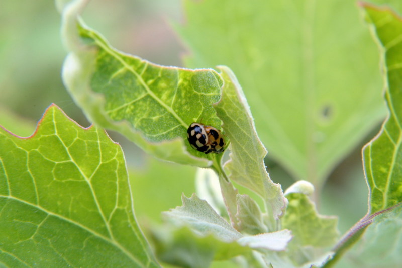 짝짓기하는 꼬마남생이무당벌레 Propylea japonica (Turtle Vein Ladybug); DISPLAY FULL IMAGE.