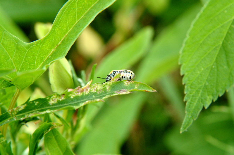 북쪽비단노린재 Eurydema gebleri (Northern Silk Stink Bug); DISPLAY FULL IMAGE.