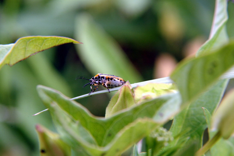 북쪽비단노린재 Eurydema gebleri (Northern Silk Stink Bug); DISPLAY FULL IMAGE.