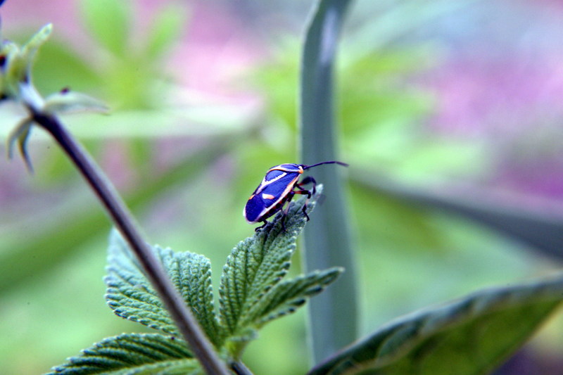 북쪽비단노린재 Eurydema gebleri (Northern Silk Stink Bug); DISPLAY FULL IMAGE.