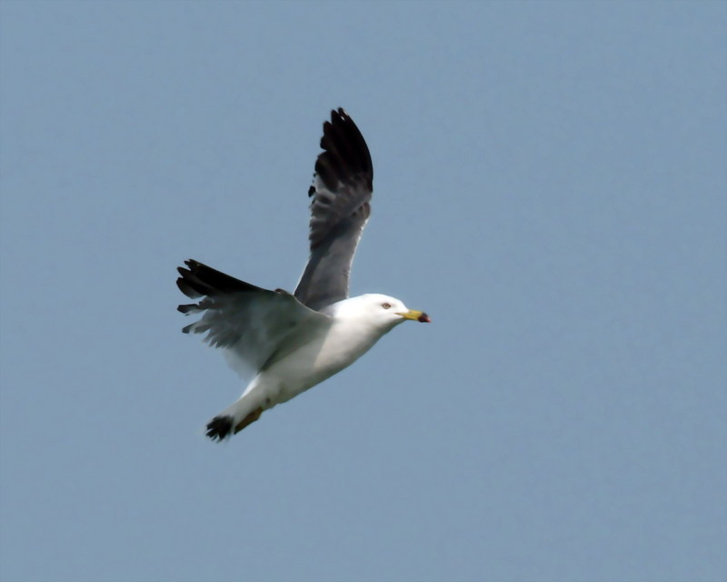 괭이갈매기 Larus crassirostris (Black-tailed Gull); DISPLAY FULL IMAGE.