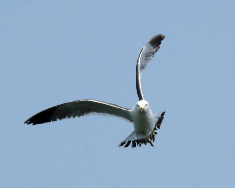 괭이갈매기 Larus crassirostris (Black-tailed Gull); DISPLAY FULL IMAGE.