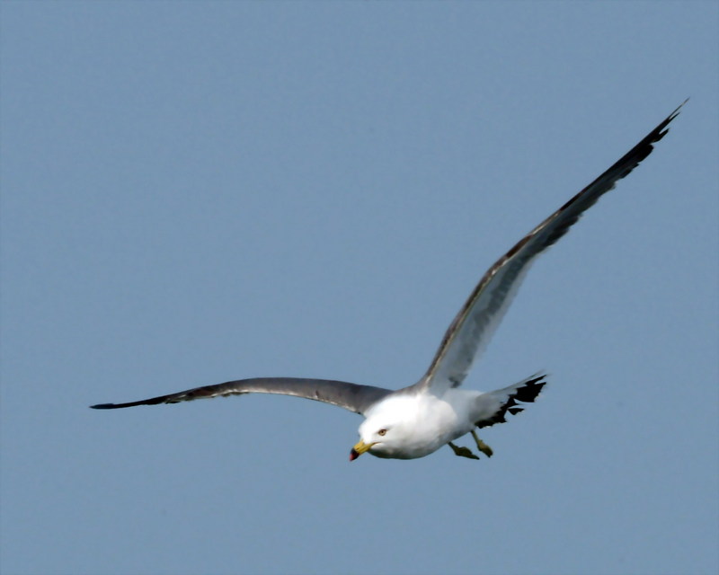 괭이갈매기 Larus crassirostris (Black-tailed Gull); DISPLAY FULL IMAGE.