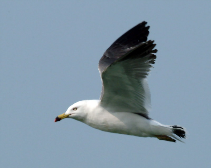 괭이갈매기 Larus crassirostris (Black-tailed Gull); DISPLAY FULL IMAGE.