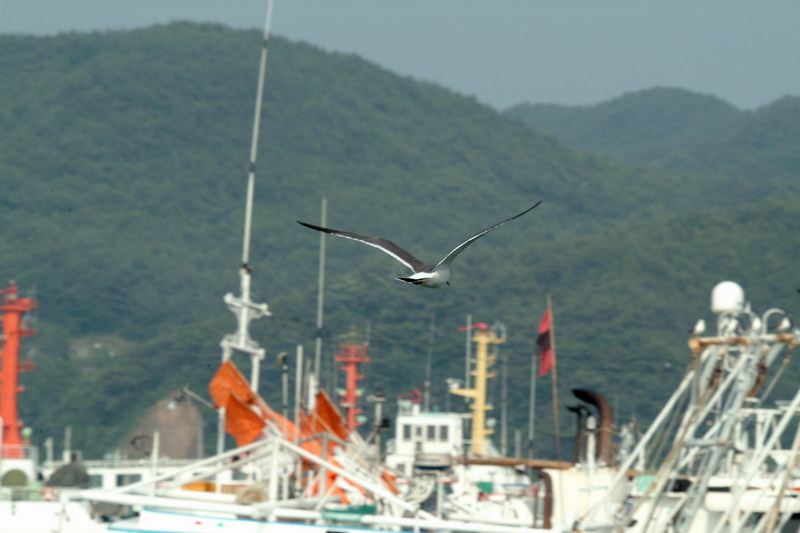 괭이갈매기 Larus crassirostris (Black-tailed Gull); DISPLAY FULL IMAGE.