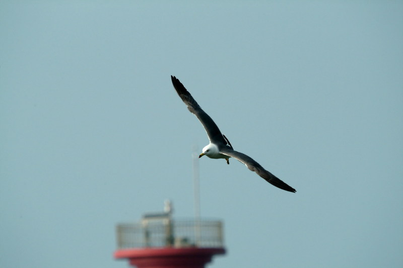 괭이갈매기 Larus crassirostris (Black-tailed Gull); DISPLAY FULL IMAGE.