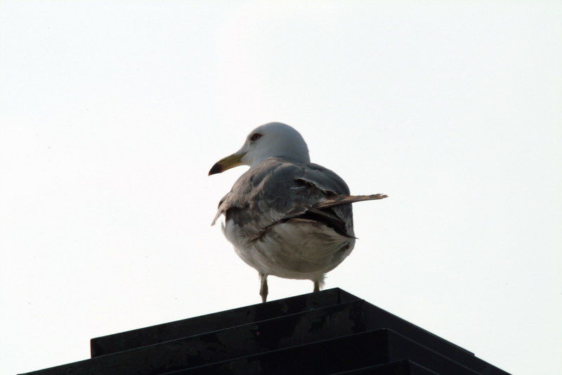 괭이갈매기 Larus crassirostris (Black-tailed Gull); DISPLAY FULL IMAGE.