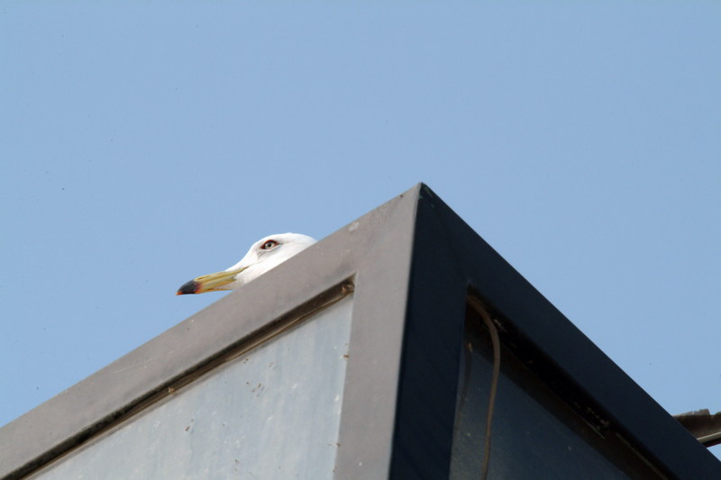 괭이갈매기 Larus crassirostris (Black-tailed Gull); DISPLAY FULL IMAGE.