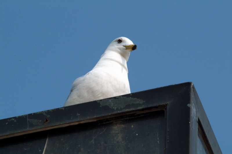 괭이갈매기 Larus crassirostris (Black-tailed Gull); DISPLAY FULL IMAGE.