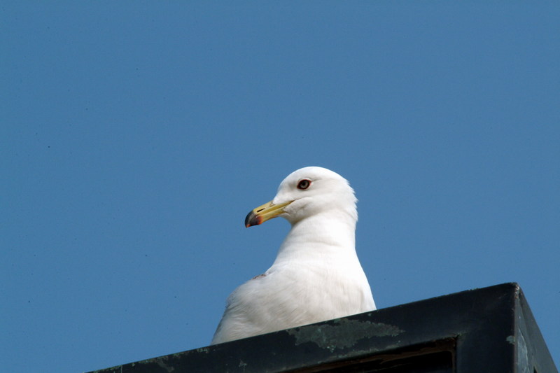 괭이갈매기 Larus crassirostris (Black-tailed Gull); DISPLAY FULL IMAGE.