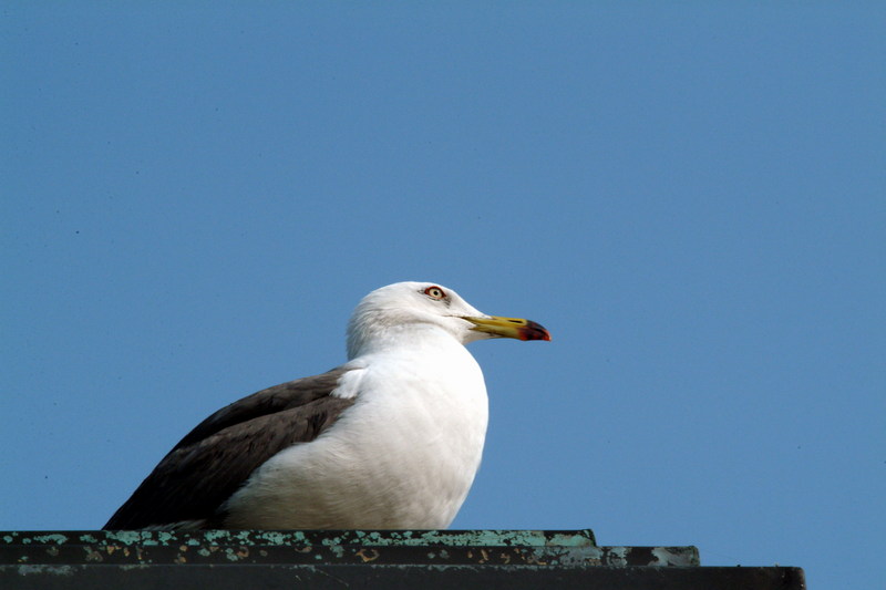 괭이갈매기 Larus crassirostris (Black-tailed Gull); DISPLAY FULL IMAGE.