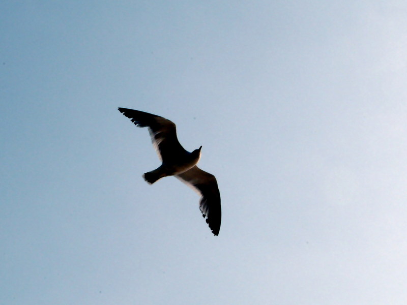 괭이갈매기 Larus crassirostris (Black-tailed Gull); DISPLAY FULL IMAGE.