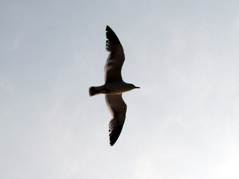 괭이갈매기 Larus crassirostris (Black-tailed Gull); DISPLAY FULL IMAGE.