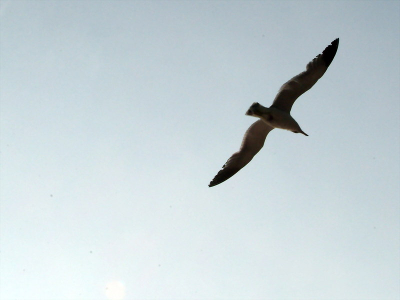 괭이갈매기 Larus crassirostris (Black-tailed Gull); DISPLAY FULL IMAGE.