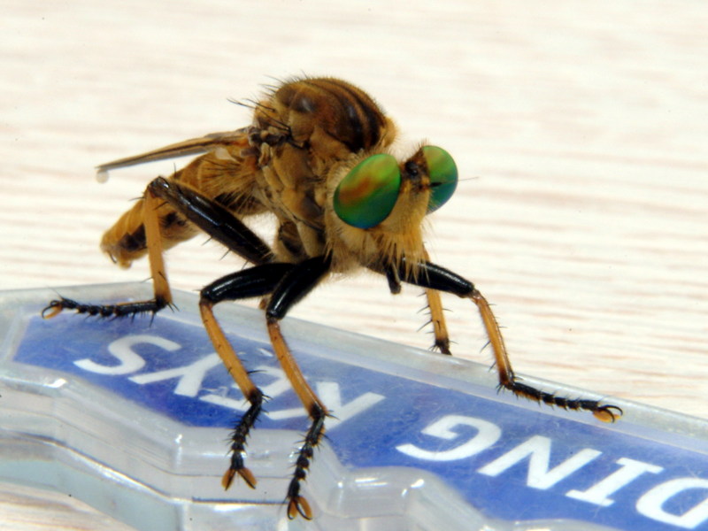 왕파리매 Cophinopoda chinensis (Chinese King Robber Fly); DISPLAY FULL IMAGE.
