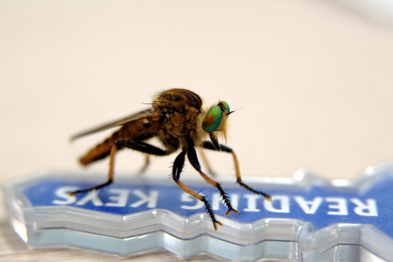 왕파리매 Cophinopoda chinensis (Chinese King Robber Fly); DISPLAY FULL IMAGE.