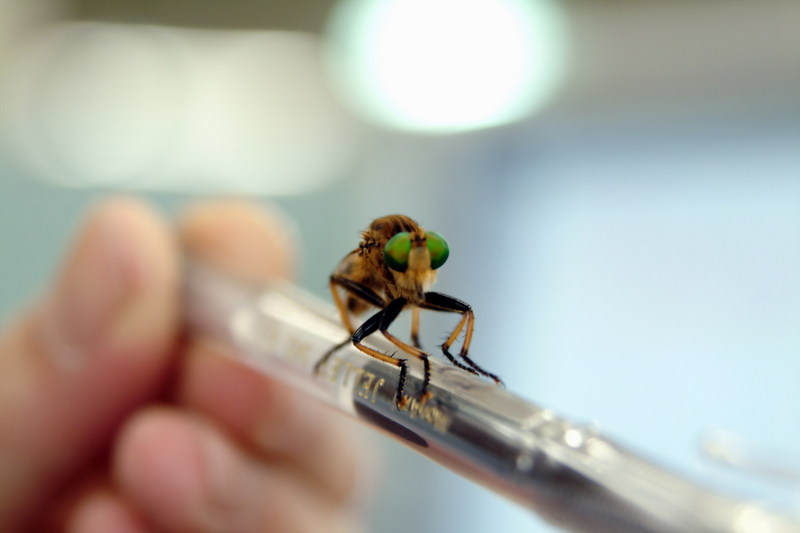 왕파리매 Cophinopoda chinensis (Chinese King Robber Fly); DISPLAY FULL IMAGE.