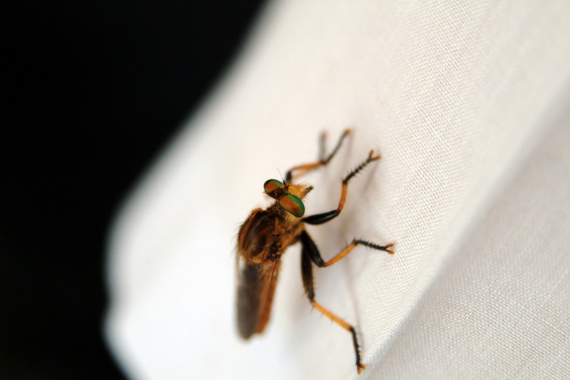 왕파리매 Cophinopoda chinensis (Chinese King Robber Fly); DISPLAY FULL IMAGE.