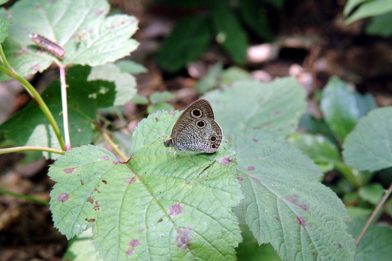 물결나비 Ypthima multistriata koreana (Korean Ringlet Butterfly); DISPLAY FULL IMAGE.