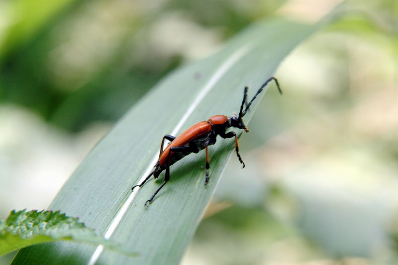 붉은산꽃하늘소 Corymbia rubra (Red Longhorn Beetle); DISPLAY FULL IMAGE.