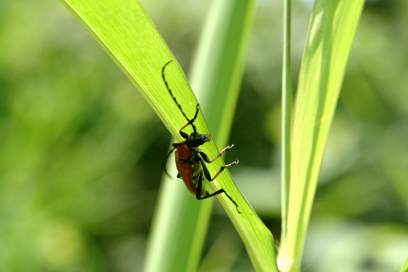붉은산꽃하늘소 Corymbia rubra (Red Longhorn Beetle); DISPLAY FULL IMAGE.
