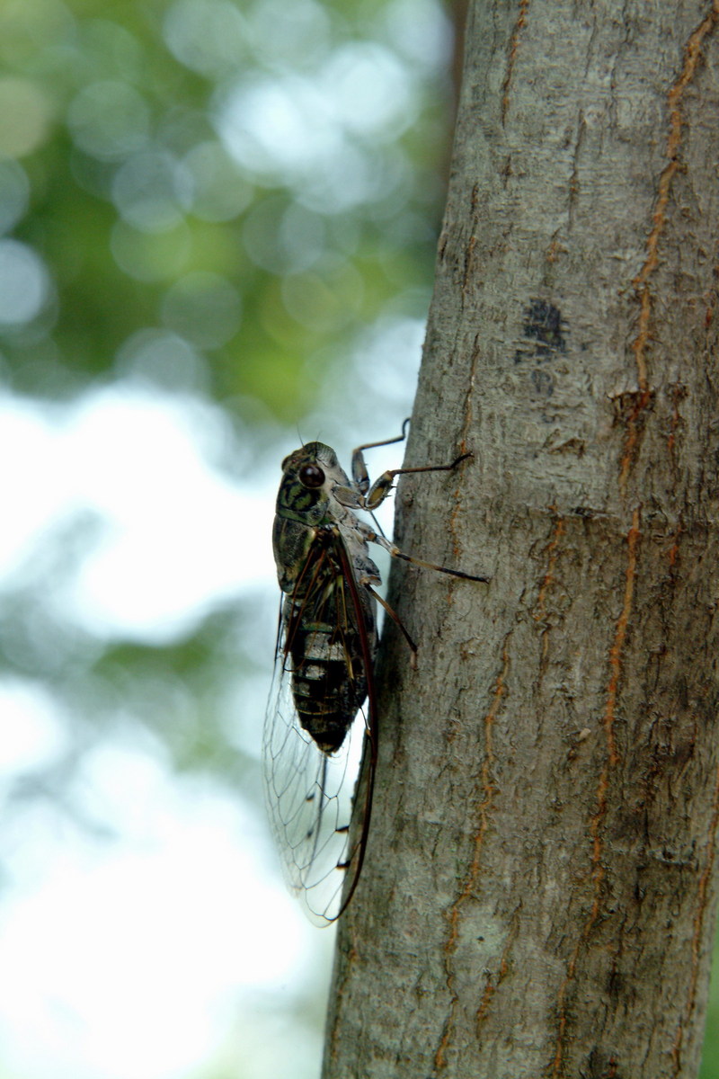 애매미 Meimuna opalifera (Last-summer Cicada); DISPLAY FULL IMAGE.