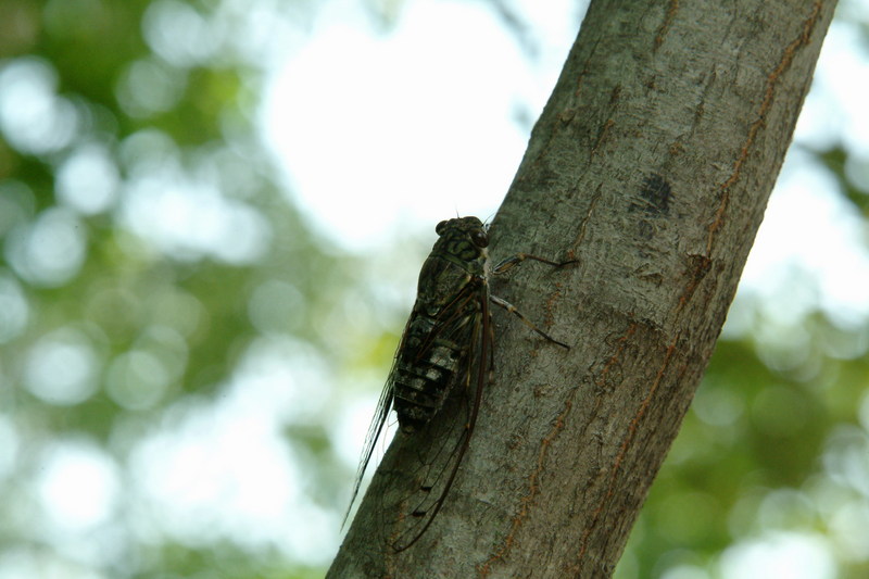 애매미 Meimuna opalifera (Last-summer Cicada); DISPLAY FULL IMAGE.