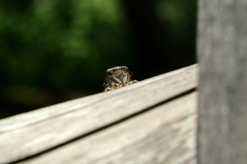 애매미 Meimuna opalifera (Last-summer Cicada); DISPLAY FULL IMAGE.
