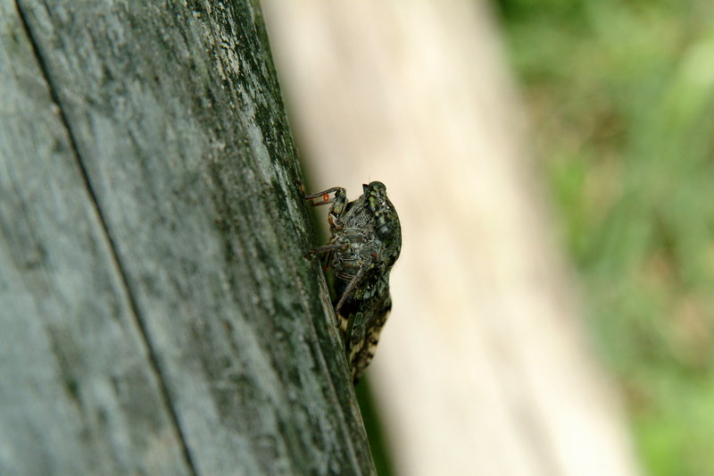애매미 Meimuna opalifera (Last-summer Cicada); DISPLAY FULL IMAGE.