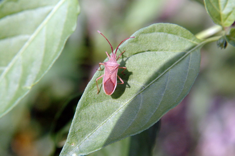 시골가시허리노린재 Cletus punctiger (Squash bug); DISPLAY FULL IMAGE.