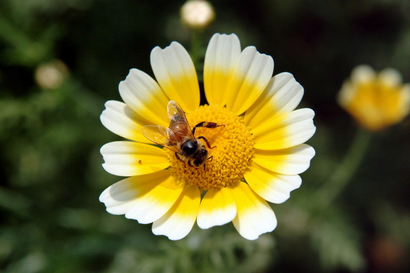 꿀벌(양봉) Apis mellifera (Western Honeybee); DISPLAY FULL IMAGE.
