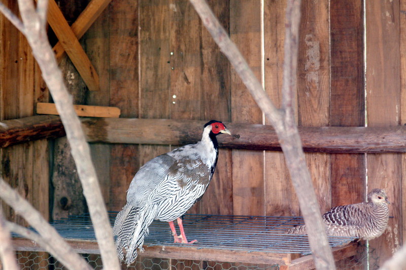 백한 Lophura nycthemera (Silver Pheasant); DISPLAY FULL IMAGE.