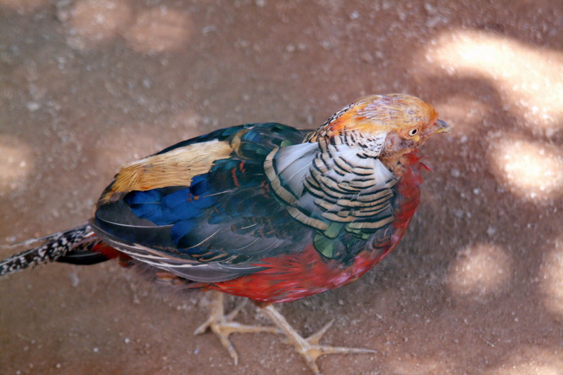 은계(銀鷄) Chrysolophus amherstiae (Lady Amherst's Pheasant); DISPLAY FULL IMAGE.