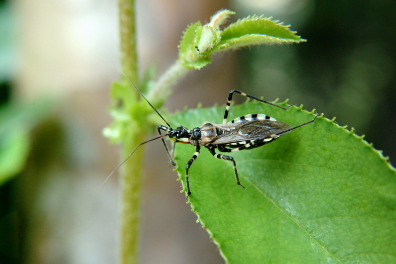 다리무늬침노린재 Sphedanolestes impressicollis (Assassin Bug); DISPLAY FULL IMAGE.