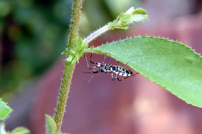 다리무늬침노린재 Sphedanolestes impressicollis (Assassin Bug); DISPLAY FULL IMAGE.