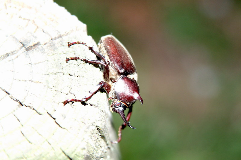 장수풍뎅이 수컷 Allomyrina dichotoma (Korean Horned Beetle); DISPLAY FULL IMAGE.