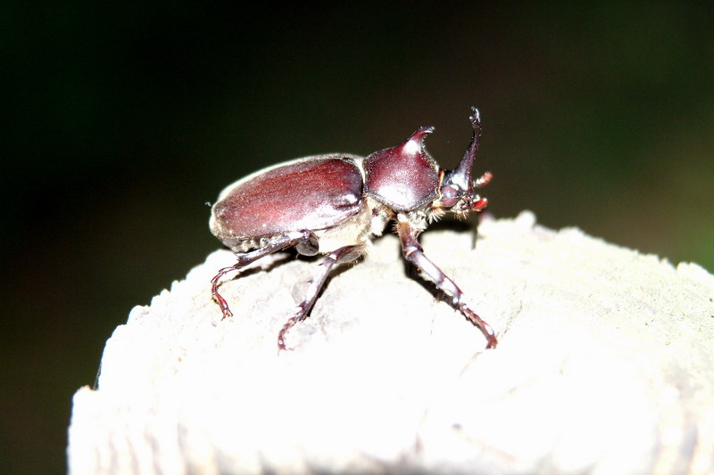 장수풍뎅이 수컷 Allomyrina dichotoma (Korean Horned Beetle); DISPLAY FULL IMAGE.