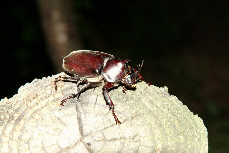 장수풍뎅이 수컷 Allomyrina dichotoma (Korean Horned Beetle); DISPLAY FULL IMAGE.