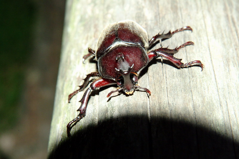 장수풍뎅이 수컷 Allomyrina dichotoma (Korean Horned Beetle); DISPLAY FULL IMAGE.