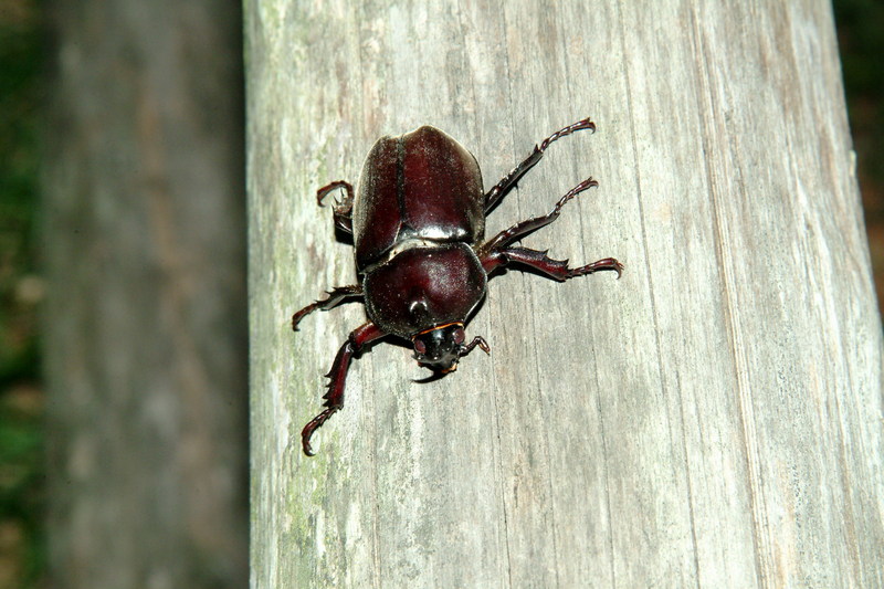 장수풍뎅이 수컷 Allomyrina dichotoma (Korean Horned Beetle); DISPLAY FULL IMAGE.