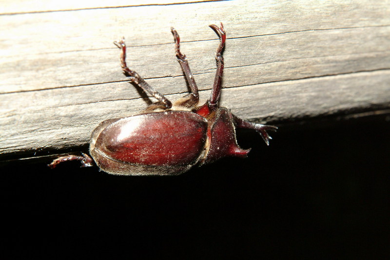 장수풍뎅이 수컷 Allomyrina dichotoma (Korean Horned Beetle); DISPLAY FULL IMAGE.