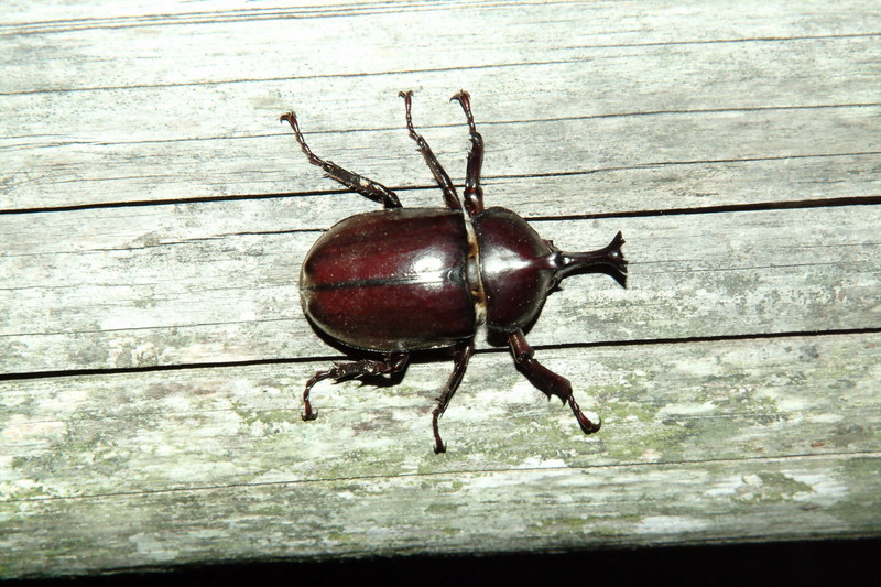 장수풍뎅이 수컷 Allomyrina dichotoma (Korean Horned Beetle); DISPLAY FULL IMAGE.