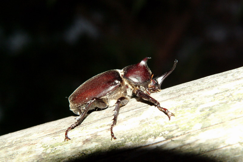 장수풍뎅이 수컷 Allomyrina dichotoma (Korean Horned Beetle); DISPLAY FULL IMAGE.