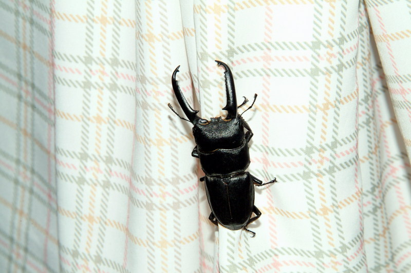 넓적사슴벌레 Serrognathus platymelus (Korean Long-fanged Stag Beetle); DISPLAY FULL IMAGE.